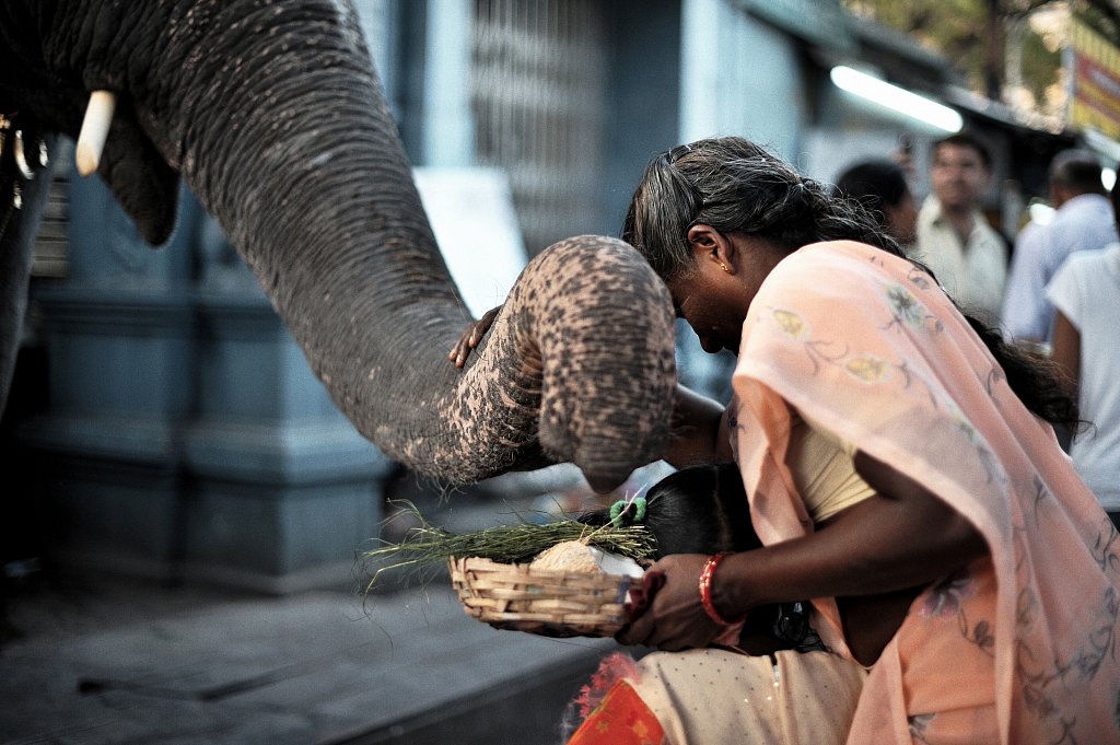 03-elephant-temple-20090118-505-Pondichery.jpg