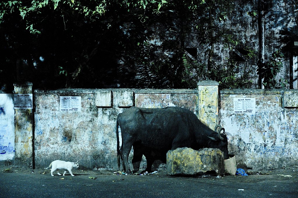 08-Pondy-Nuit-20090225-035.jpg